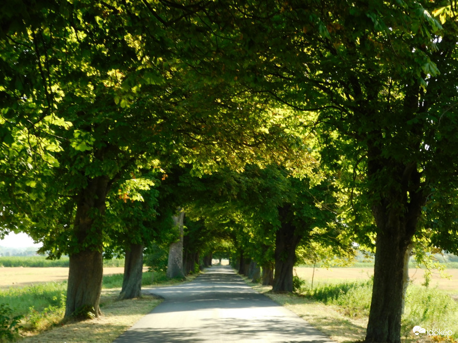Hűsölés a lipóti vadgesztenyesor alatt!