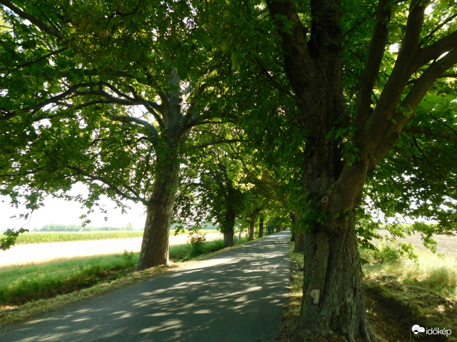 Hűsölés a lipóti vadgesztenyesor alatt!