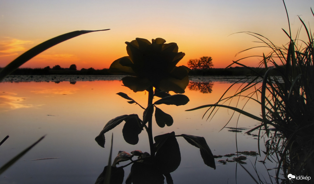 Rózsa a tükrös naplementében!