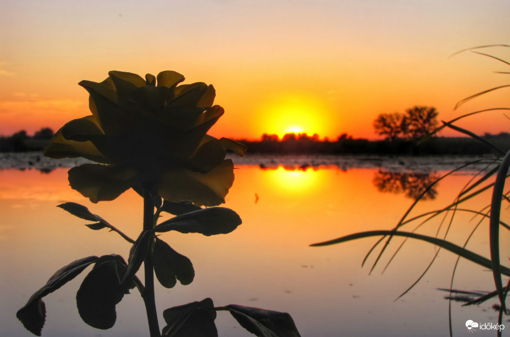 Rózsa a tükrös naplementében!