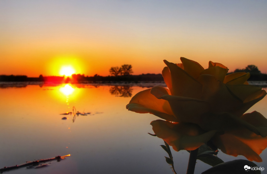 Rózsa a tükrös naplementében!