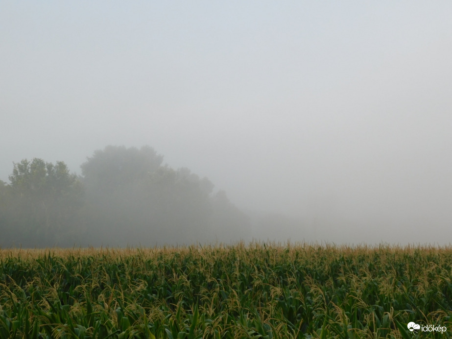 Rég nem látott vendég, köd érkezett hozzánk!