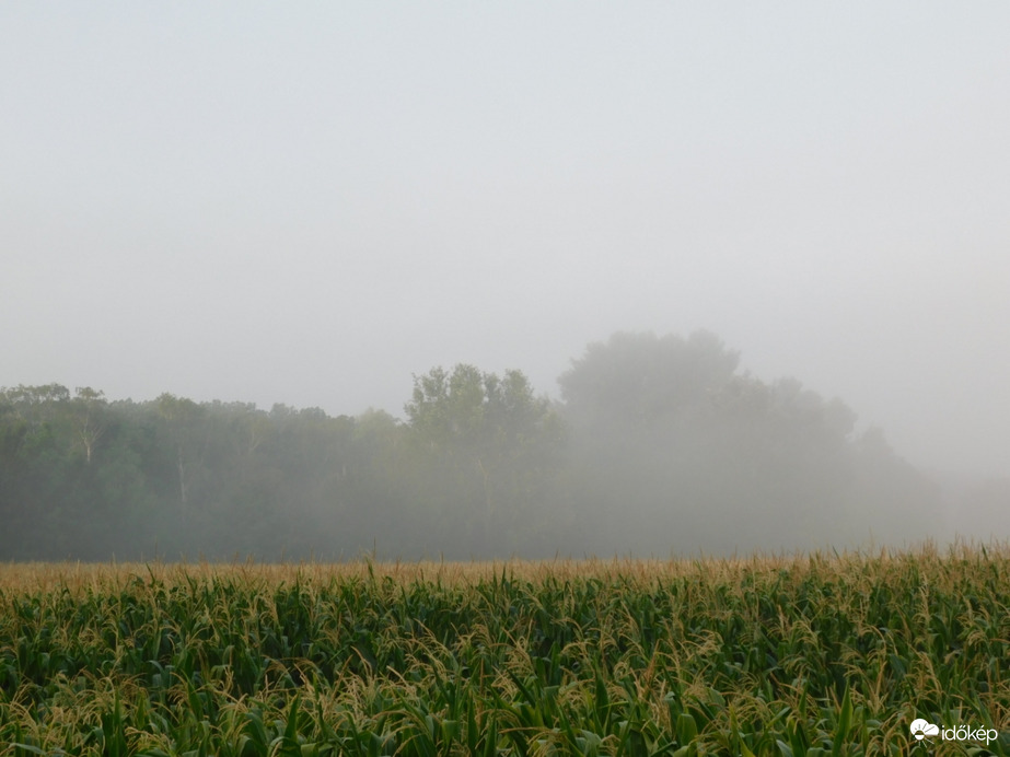 Rég nem látott vendég, köd érkezett hozzánk!