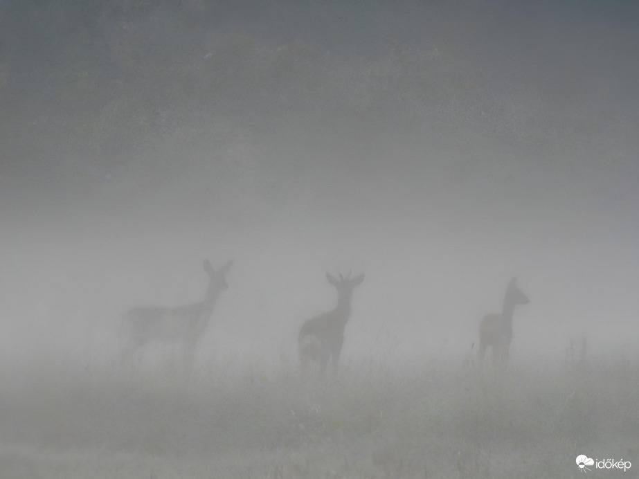 Párás, ködös ébredés 10.08