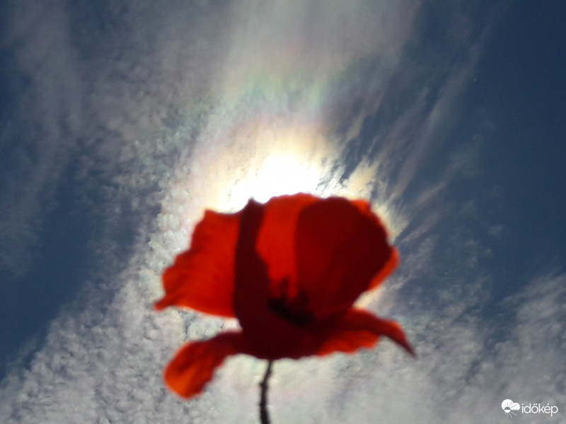 Napkoszorú Császáron