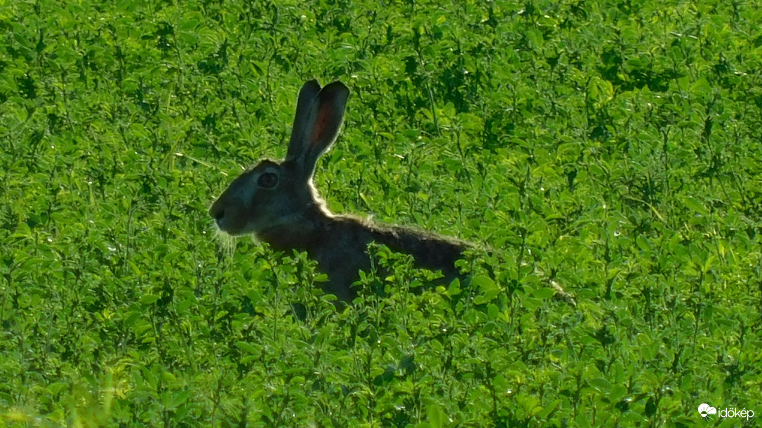 Mezei nyúl