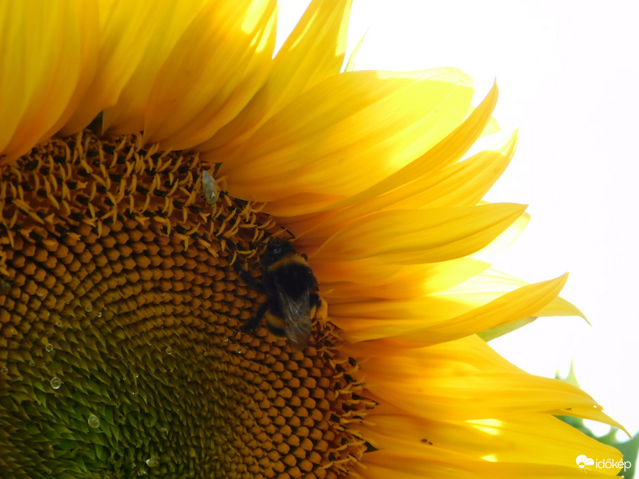 Kezdődik a napraforgó virágzása