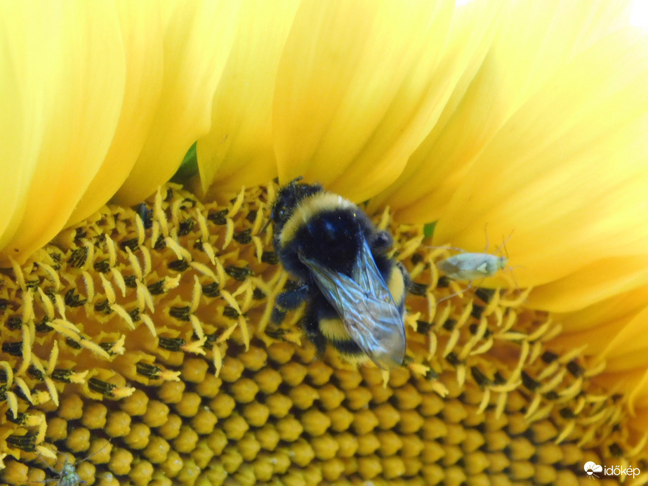 Kezdődik a napraforgó virágzása