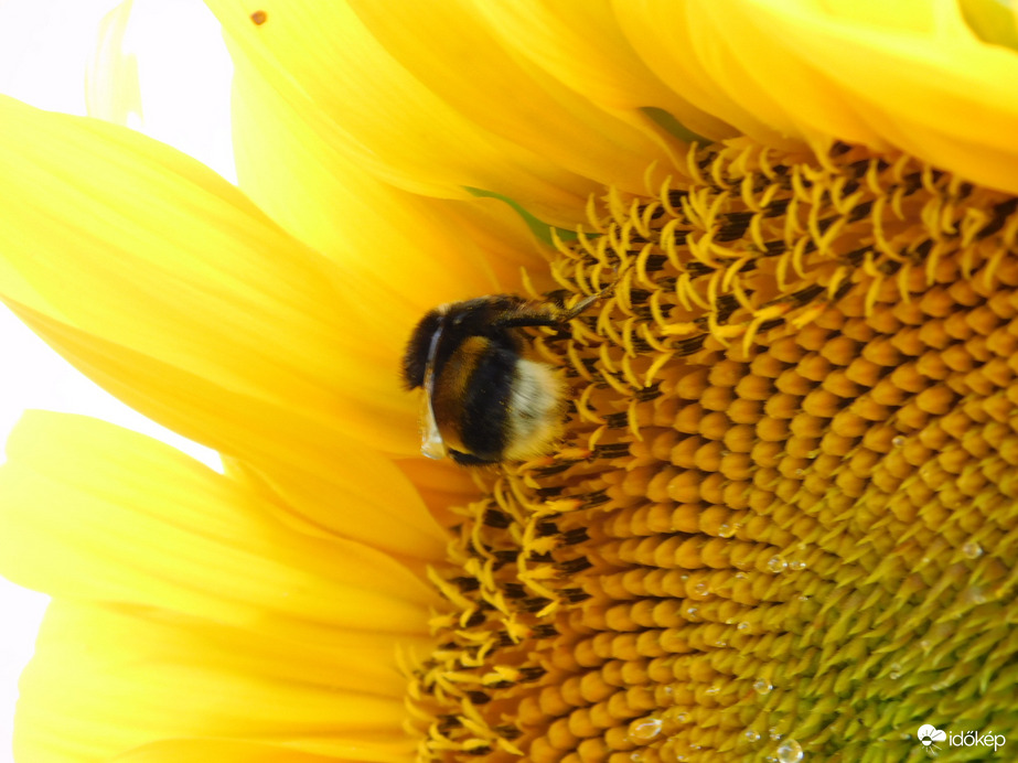 Kezdődik a napraforgó virágzása