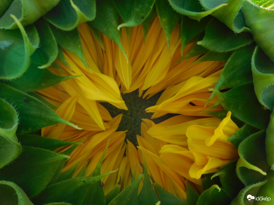 Kezdődik a napraforgó virágzása