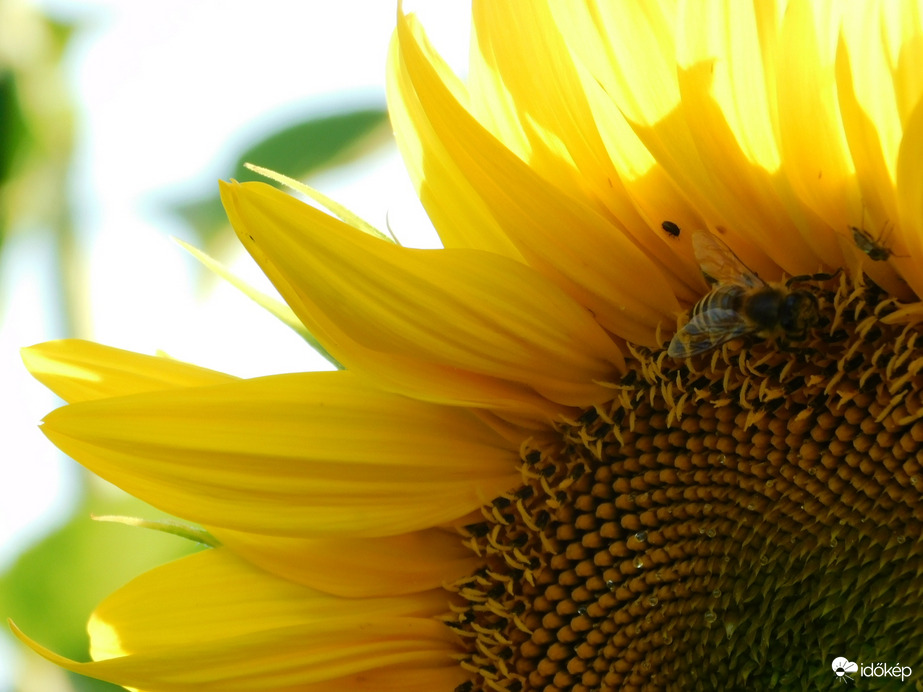 Kezdődik a napraforgó virágzása