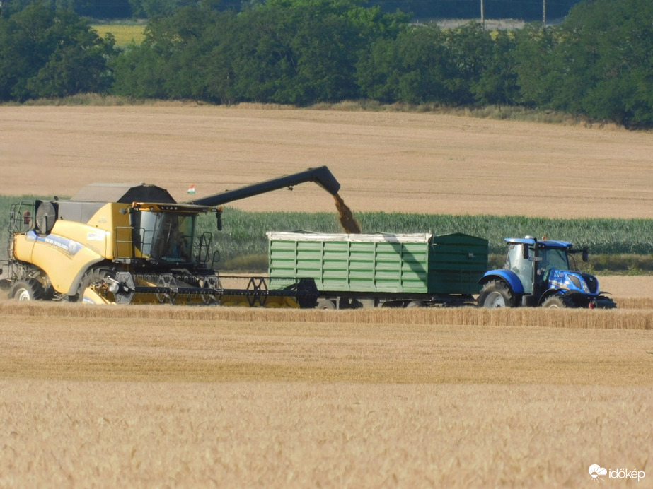 Elkezdődött a kalászosok betakarítása