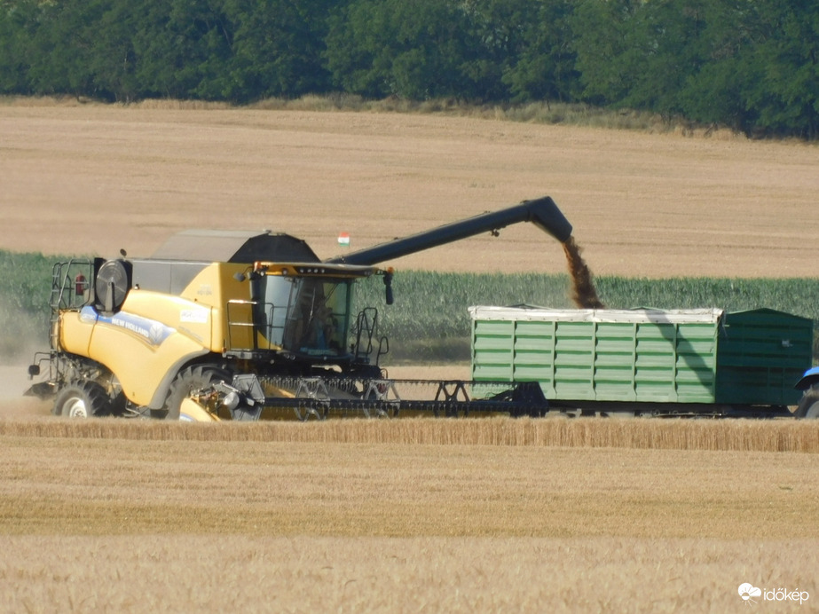Elkezdődött a kalászosok betakarítása