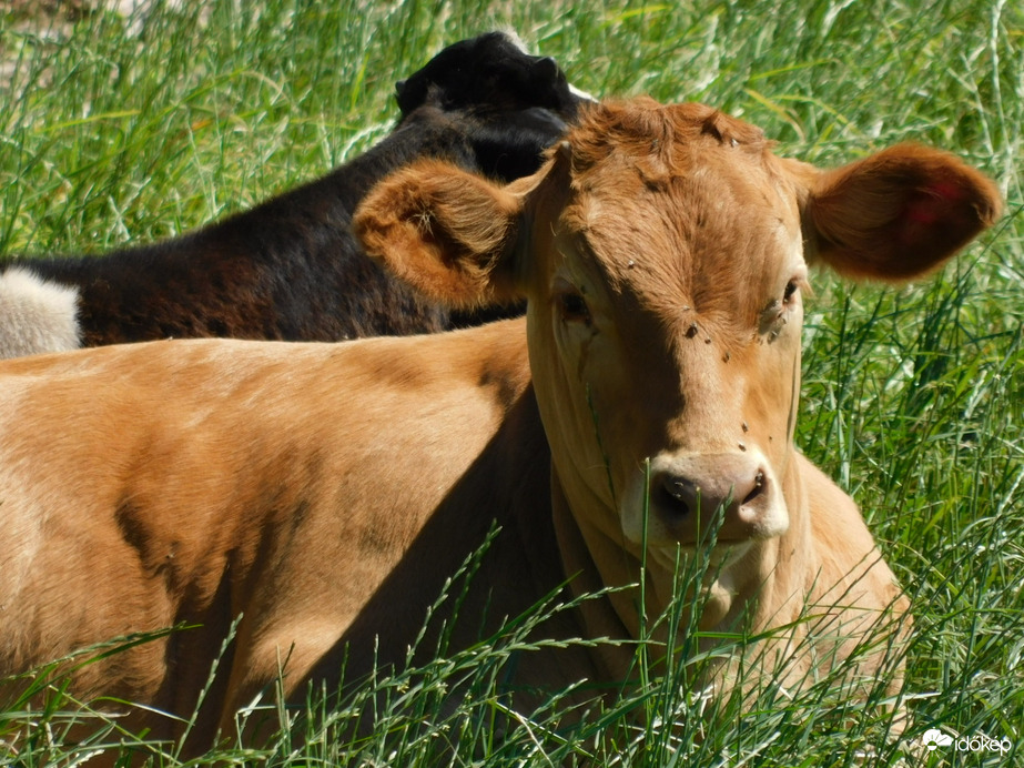 Napozok a mezőn! 