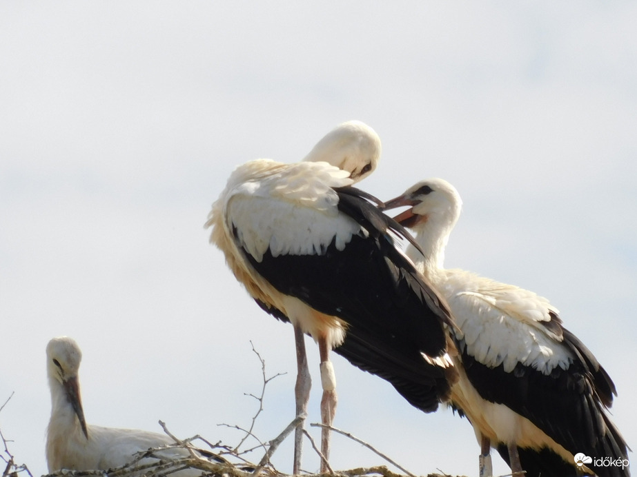 Gólyák egy fészekben! 