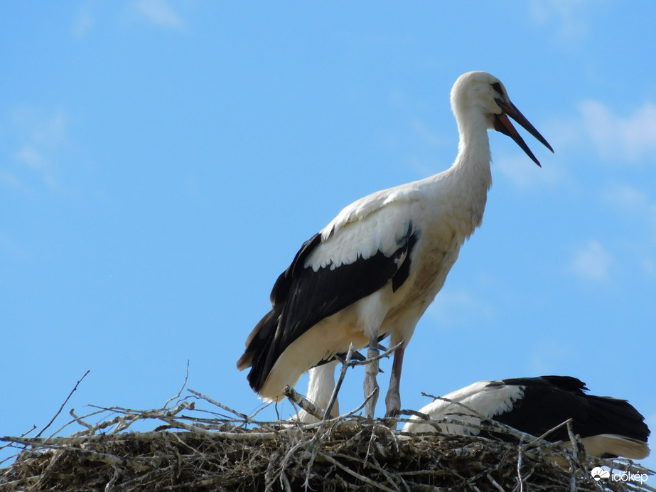 Gólyák egy fészekben! 