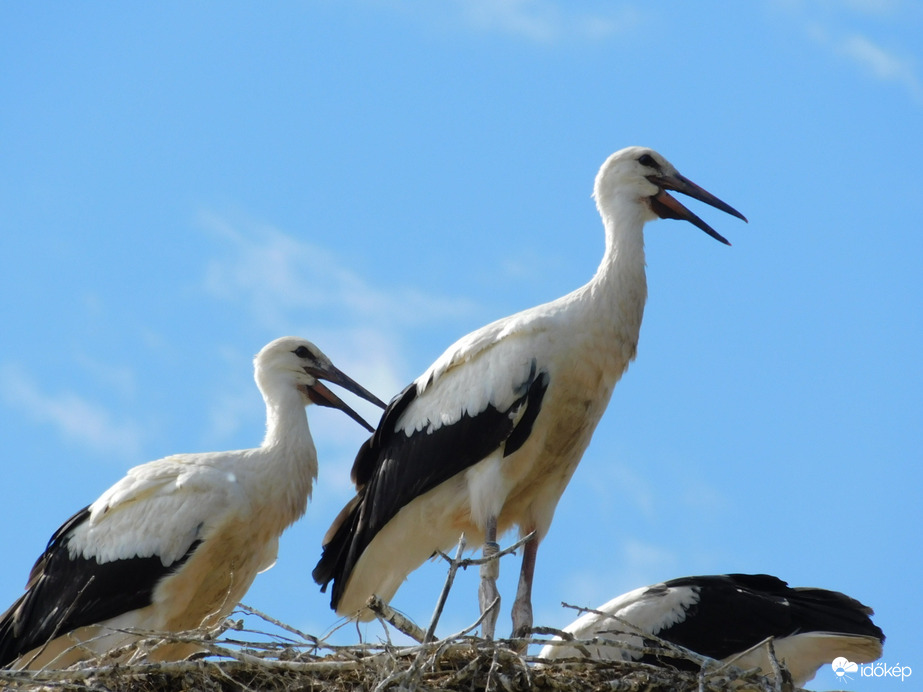 Gólyák egy fészekben! 