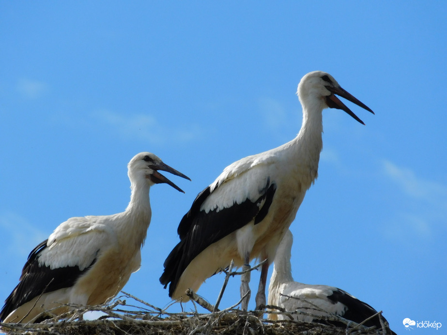 Gólyák egy fészekben! 