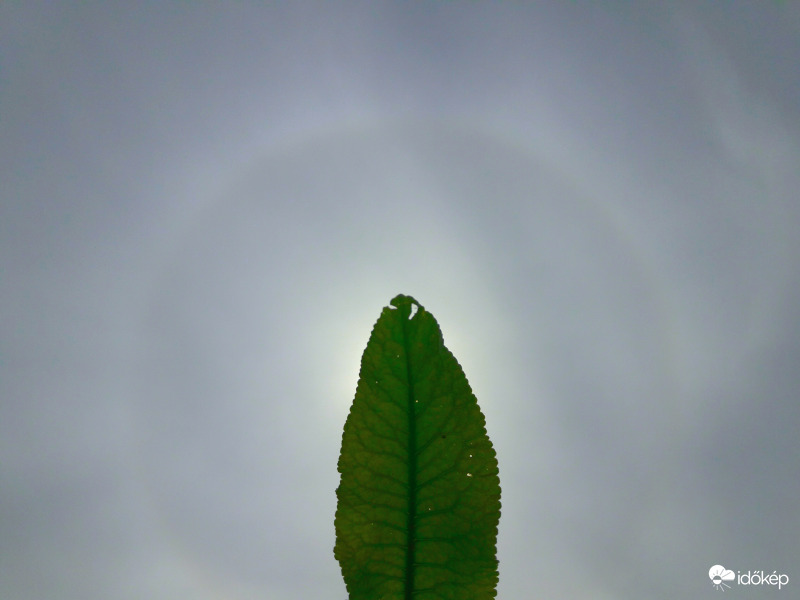 Naphalo Császár felett!