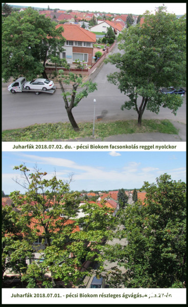 Juharfáink  tegnap du. és  ma reggel