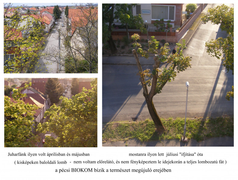 Uránvárosi másik juharfánk 