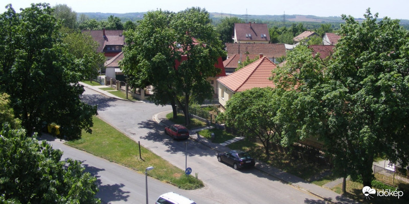 Pécs, Páfrány u. fái június elején