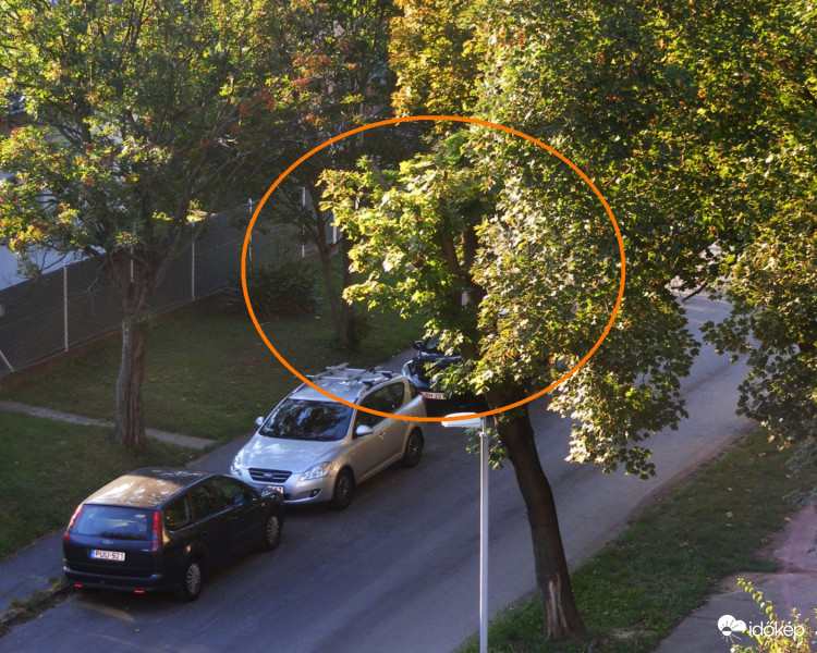 Még egy csonkolt juharfa az utcánkban