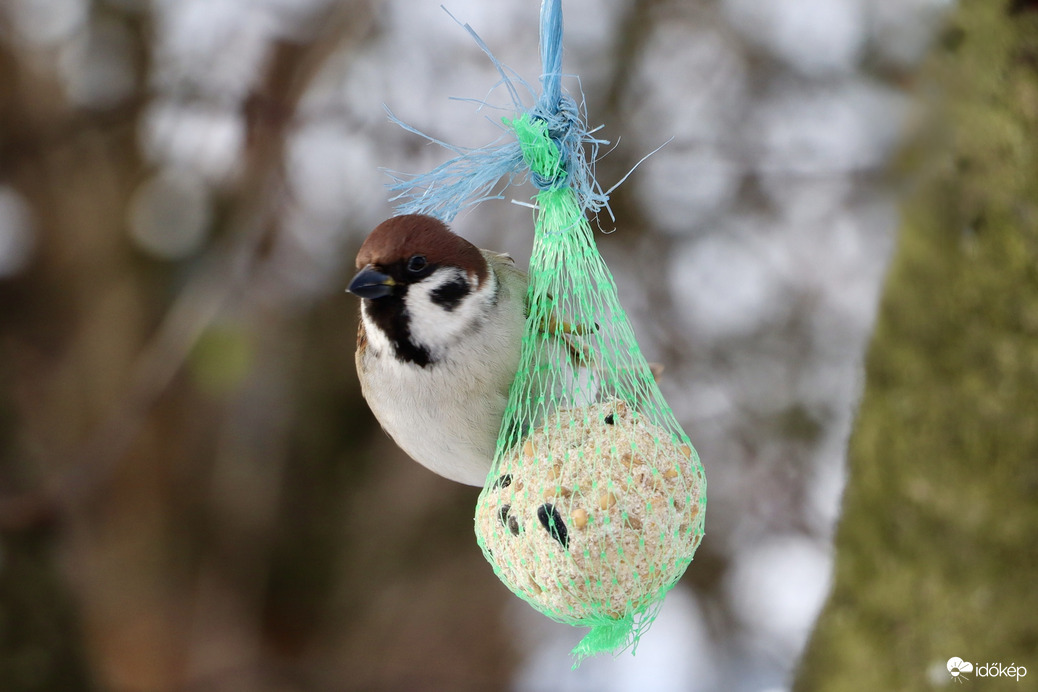Veréb az etetőnél