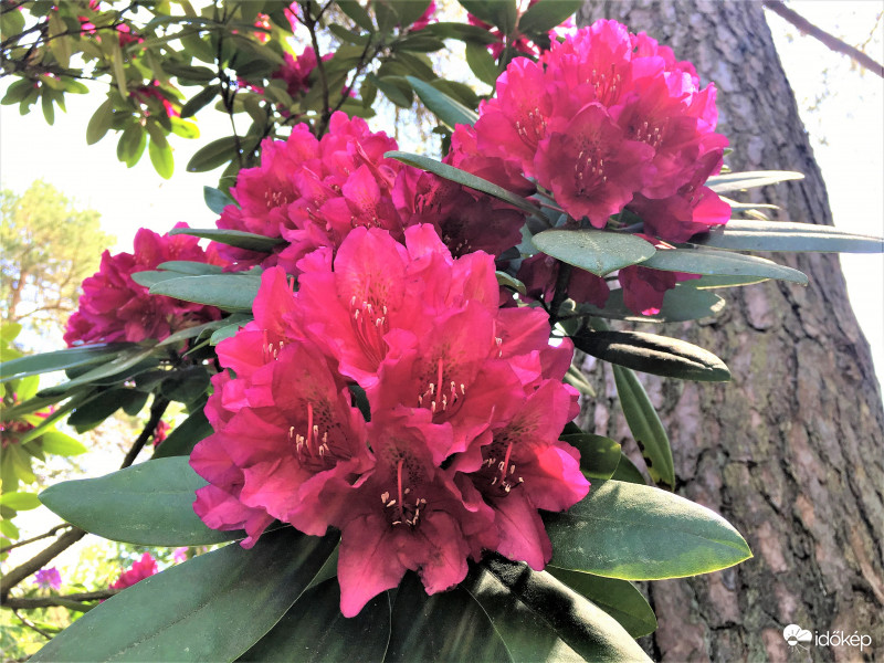 még egy kis rhododendron