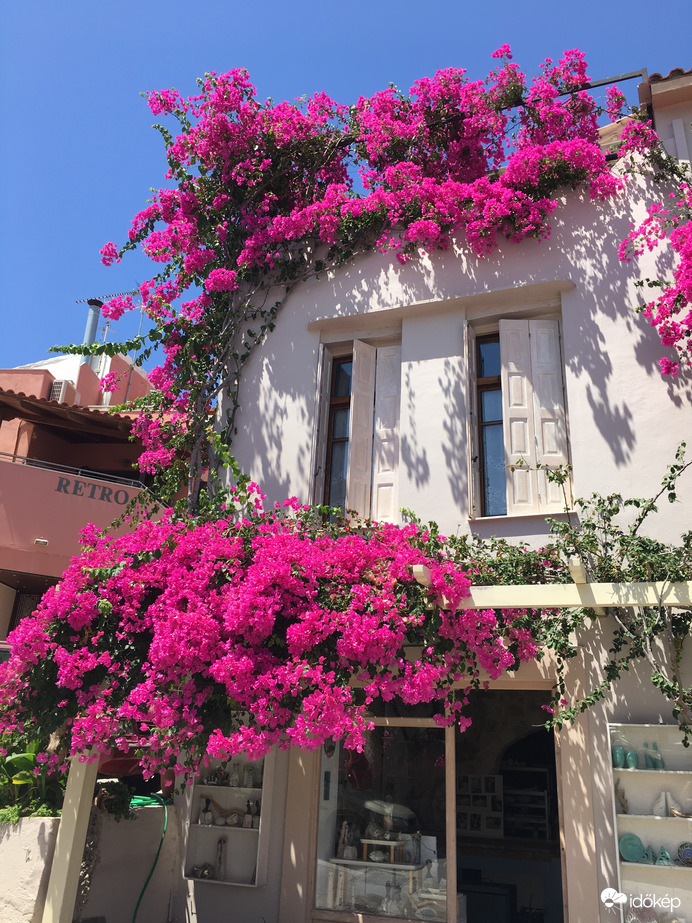 Bougainvillea