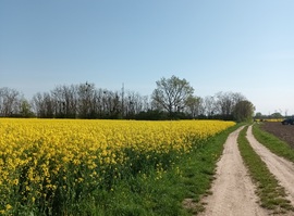 Yellow fields 