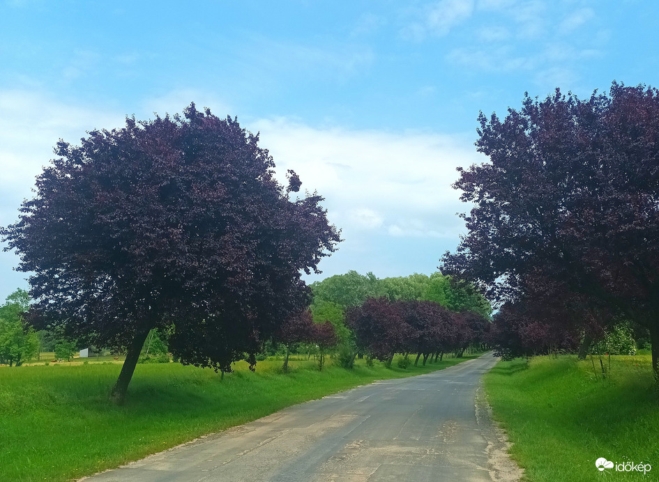 Trees of darkness 