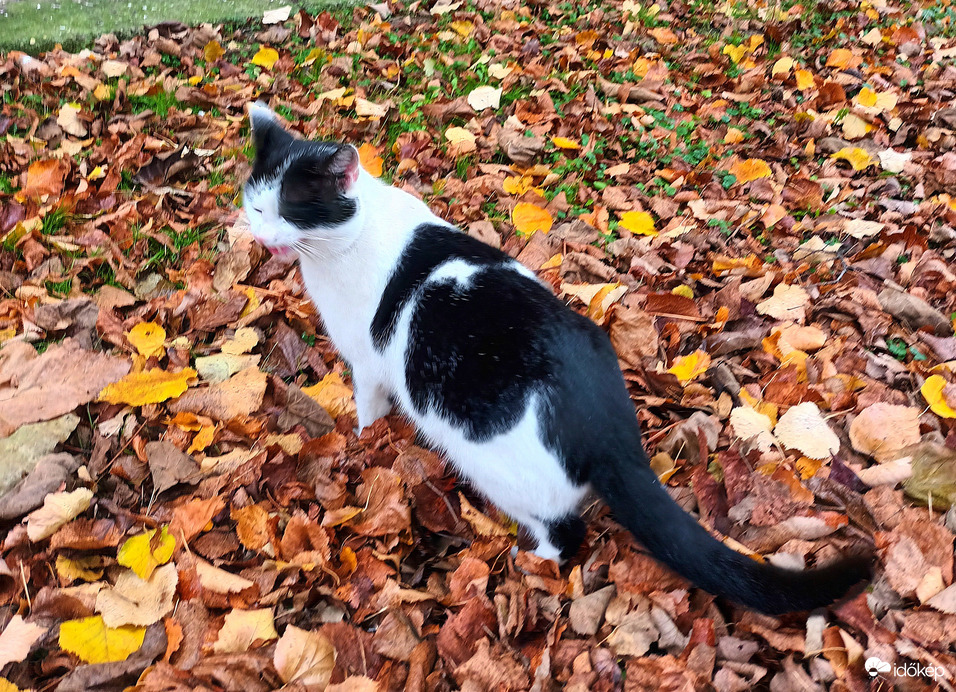 Mischievous cat