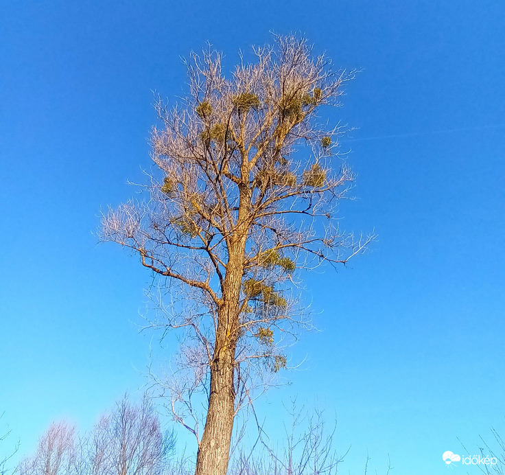 The rise of the mistletoe 