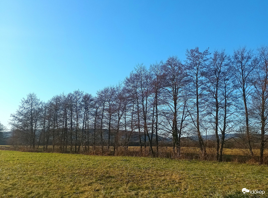 Tree line