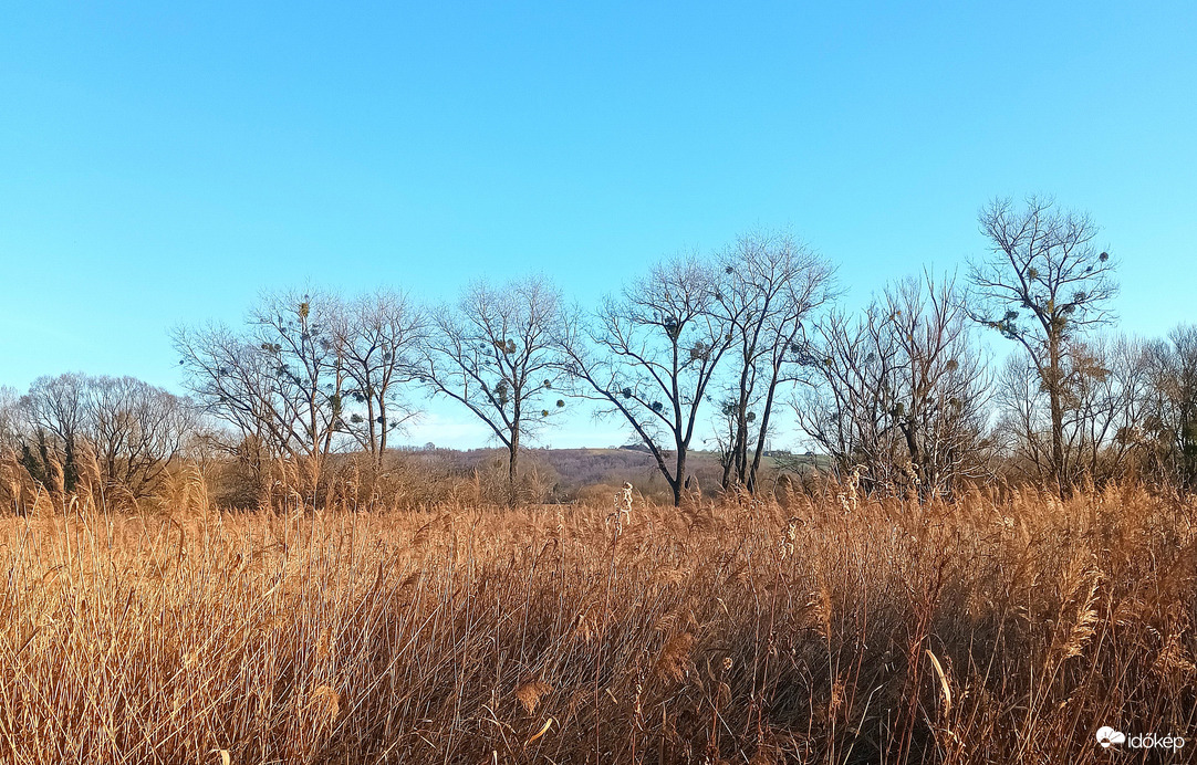 Line of trees 