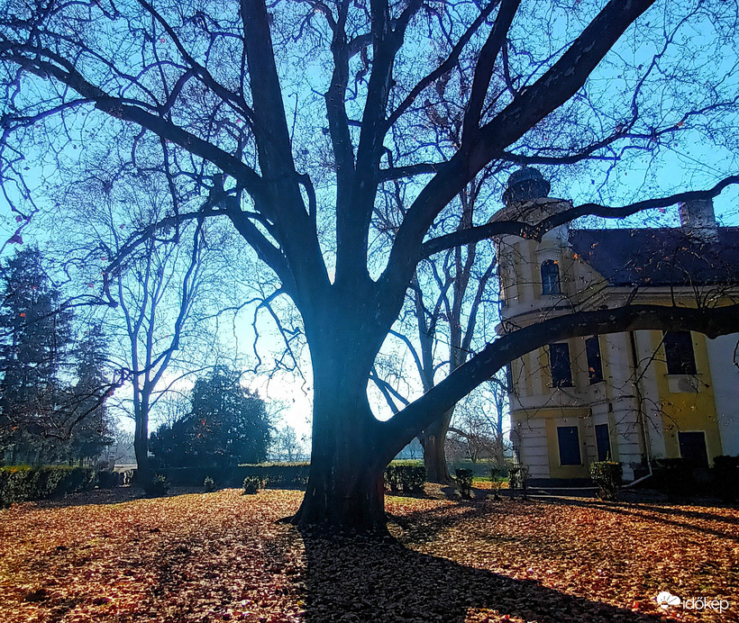 Huge tree