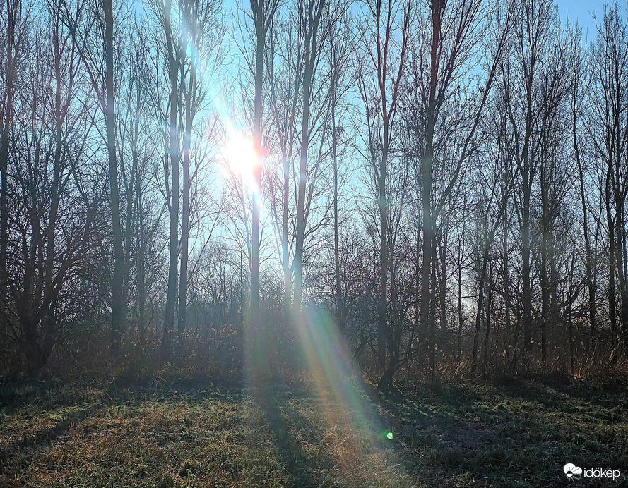 Through the trees 
