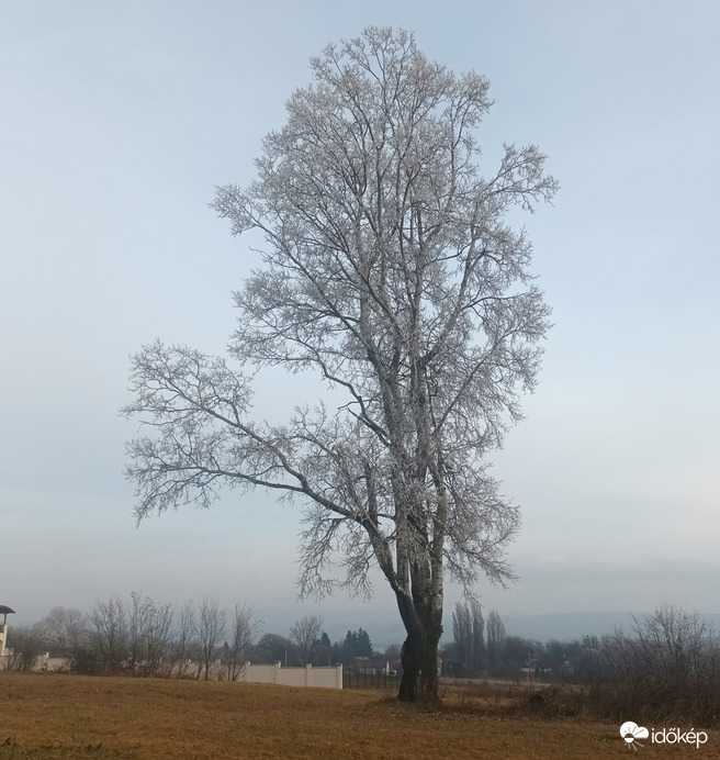 The tree was frozen 