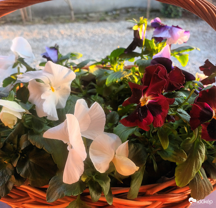 An array of colour 