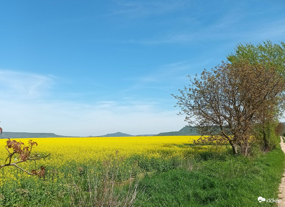 Fields of yellow 