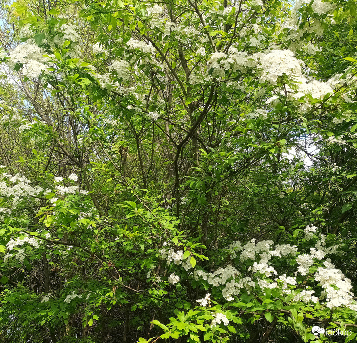 The new hawthorn 