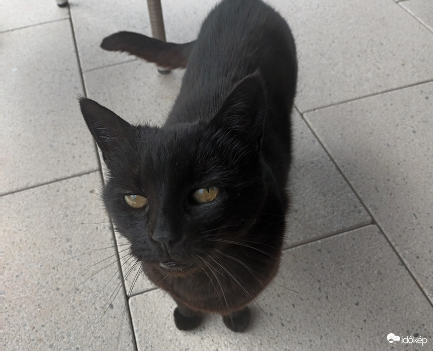 Curious cat