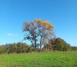 An abundance of mistletoe 