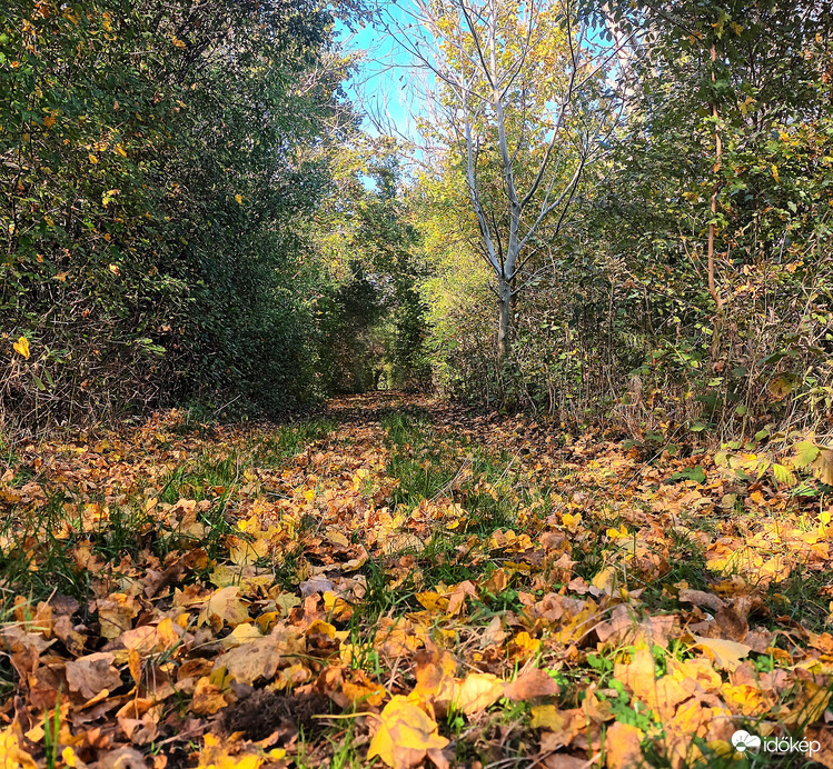 Path of leaves 