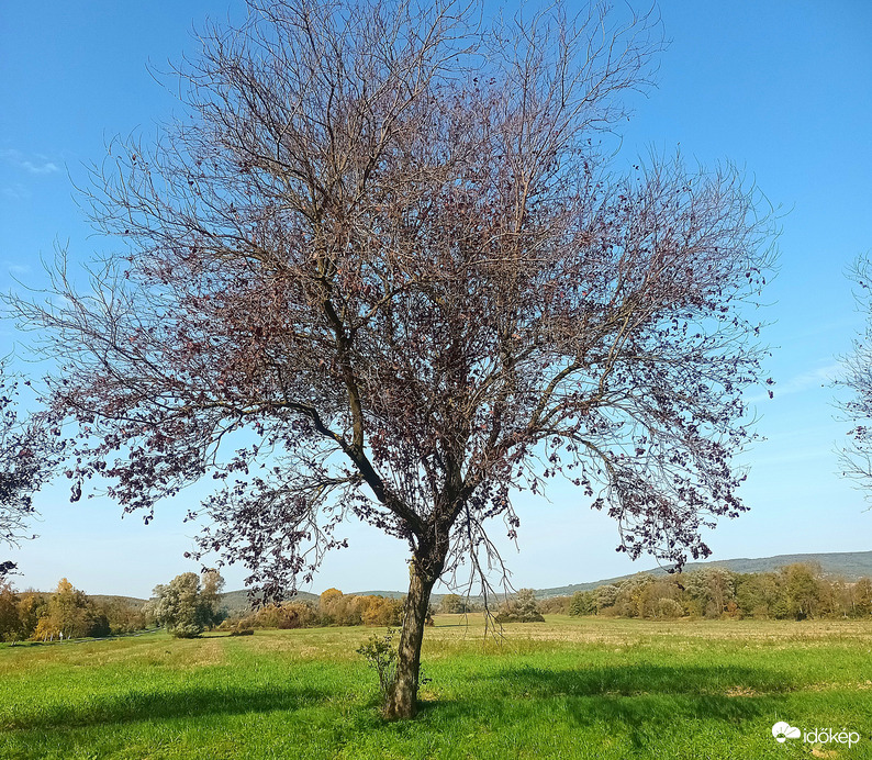 The tree shred its leaves 