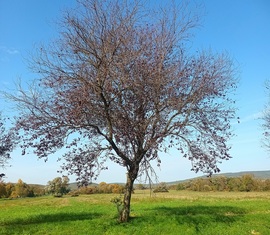 The tree shred its leaves 