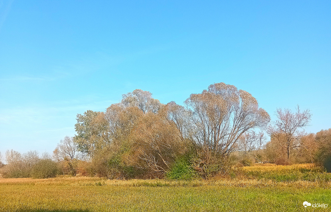 Wild fields 