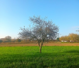 Lone tree