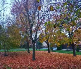 The leaves were falling 